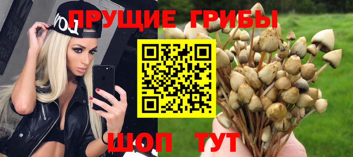 Галлюциногенные грибы Psilocybe Грозный